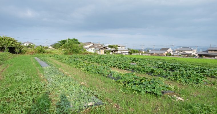 有機農園小七郎さんの畑にお邪魔してきました！