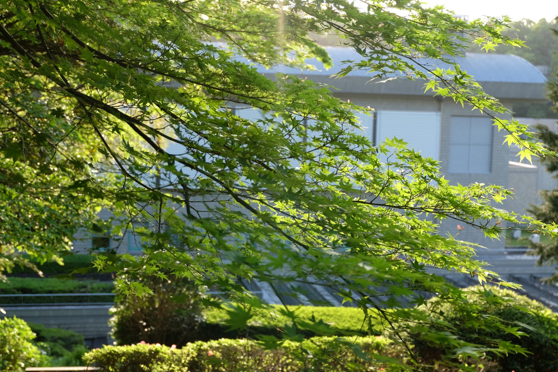 5月の風