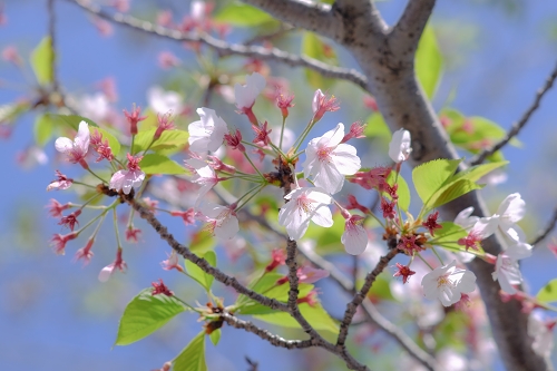 4月6日（土）桜のシフォン、ナガヤさんの店頭に並びます