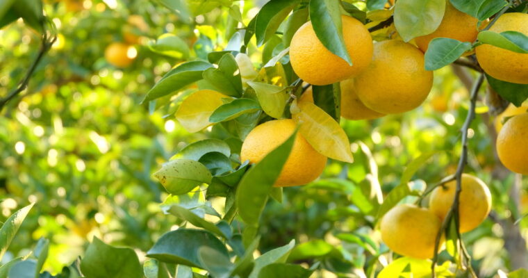 12月12日㈮に開催『ゆこうまつり』