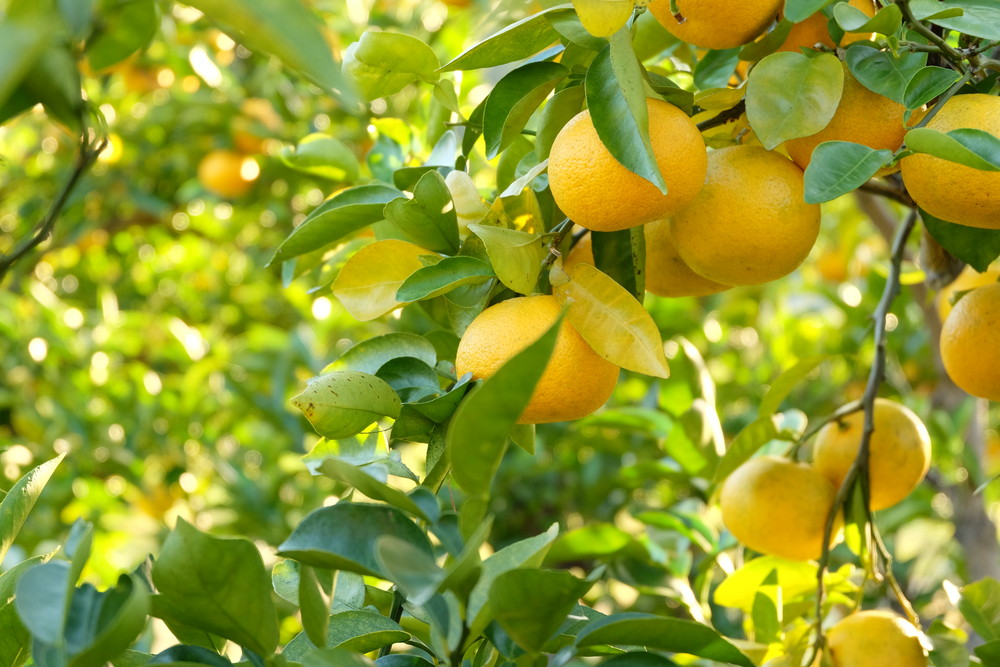 12月12日㈮に開催『ゆこうまつり』