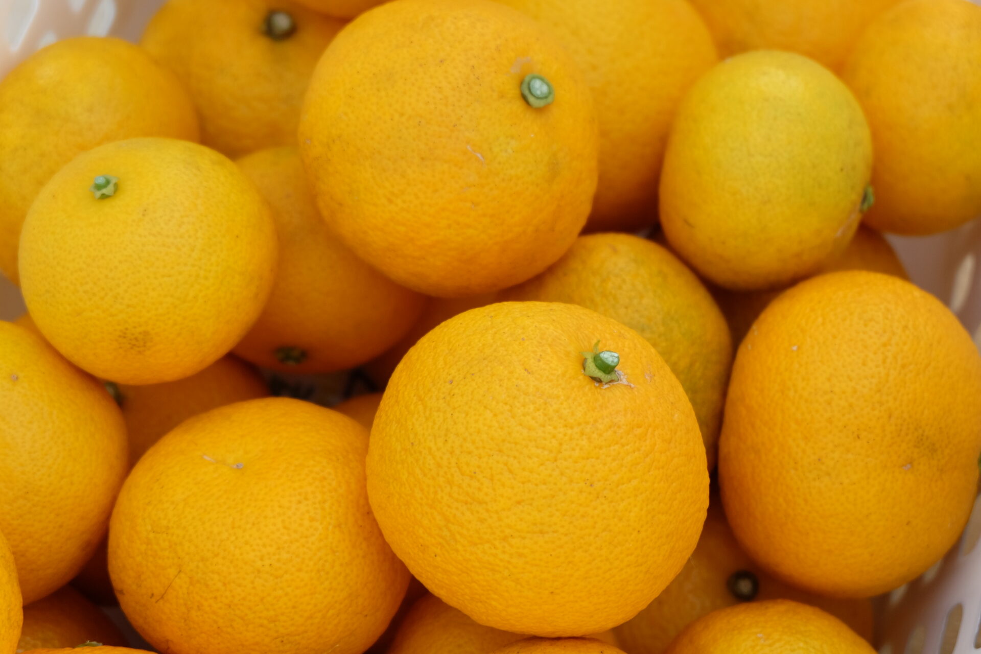 ゆこうまつり、ご来店ありがとうございました!